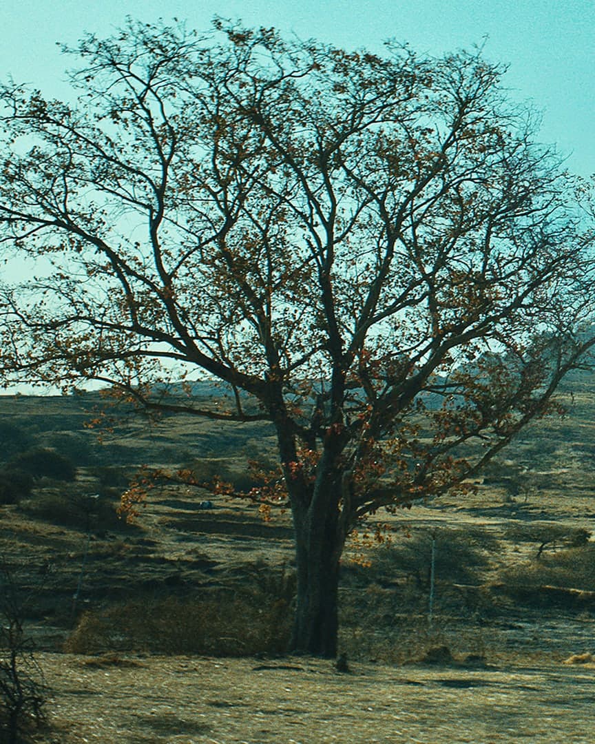 Ajanvruksh key art: a bare tree in a dry, hilly landscape as the sun bursts over a hill; a figure in white stands near a haystack and a bicycle. Text in Marathi: Davakhar Films presents; the title Ajanvruksh (अजानवृक्ष); producer and director Santosh Davakhar; billed names and the film’s credits.